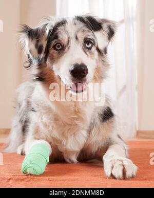 Australian Shepherd mit bandagierten Pfote. Deutschland Stockfoto