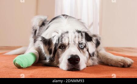 Australian Shepherd mit bandagierten Pfote. Deutschland Stockfoto