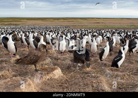 Kaiserliche Kormoran Nistkolonie, Bleaker Island, Falkland, Januar 2018 Stockfoto