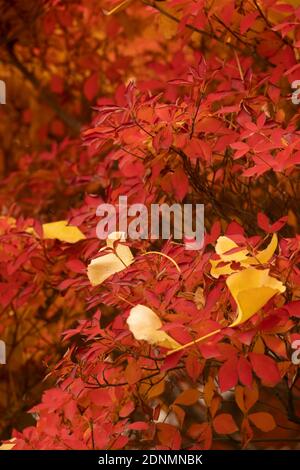 Gefallene gelbe Ginkgo-Blätter auf roten Blättern, Stadt Isehara, Präfektur Kanagawa, Japan Stockfoto