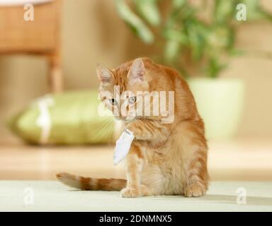 Hauskatze mit bandageter Pfote. Deutschland Stockfoto