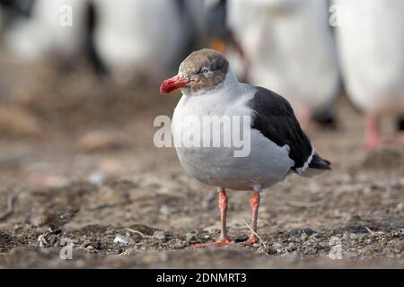 Delfinmöwe juvenile, Bleaker Island, Falkland, Januar 2018 Stockfoto