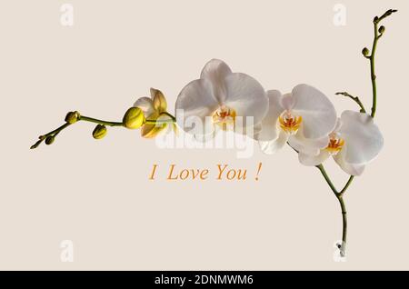 Weißer Hintergrund mit einem Zweig blühender weißer Phalaenopsis Orchidee und ungeöffneten Knospen und der Inschrift ' I love you!' Stockfoto