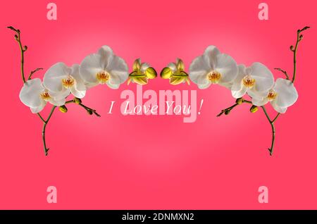 Zwei Zweige mit Blumen der weißen Phalaenopsis Orchidee und ungeöffneten Knospen über der Inschrift "Ich liebe dich!" Auf einem rosa Hintergrund Stockfoto