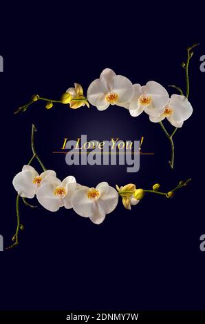 Dunkelblauer Hintergrund mit einem Rahmen von Zweigen der Blühende weiße Phalaenopsis Orchidee und der Goldschriftzug ' I Love you!'über dem blauen Hintergrundbeleuchtung Stockfoto