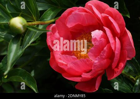 Paeonia Coral Magic. Halbdoppelte rosa Pfingstrose. Im Garten blüht ein wunderschöner Korallen-Pfingstrose. Stockfoto