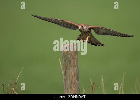 Kestrel (Falco tinnunculus) Jungvogel fliegen und landen auf Zaunmast, Hessen, Deutschland Stockfoto