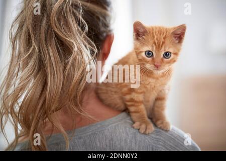 Hauskatze. Ein Kätzchen sitzt auf der Schulter einer Frau. Deutschland . Stockfoto