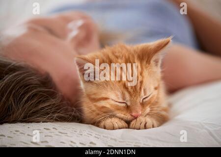 Hauskatze. Frau und Kätzchen schlafen in einem Bett. Deutschland . Stockfoto