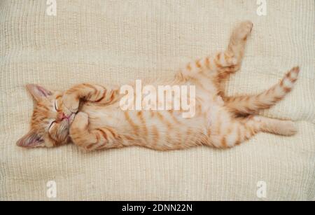 Hauskatze. Kätzchen schläft auf dem Rücken auf einem Bett. Deutschland . Stockfoto