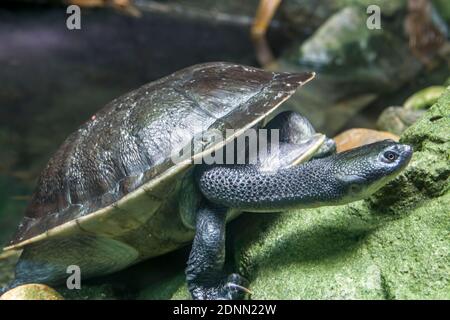 Die Schlangenhalsschildkröte (Chelodina mccordi) von Roti Island ist eine vom Aussterben bedrohte Schildkrötenart aus der Roten Insel in Indonesien. Stockfoto