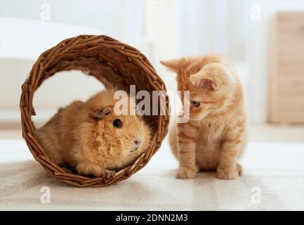 Hauskatze. Kätzchen sieht ein Abessinisches Guineaschwein in einem Korb an. Deutschland . Stockfoto