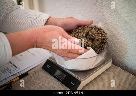 Gewöhnlicher Igel (Erinaceus europaeus). Verwaiste Baby ist Gewicht Rettungsstation. Deutschland Stockfoto