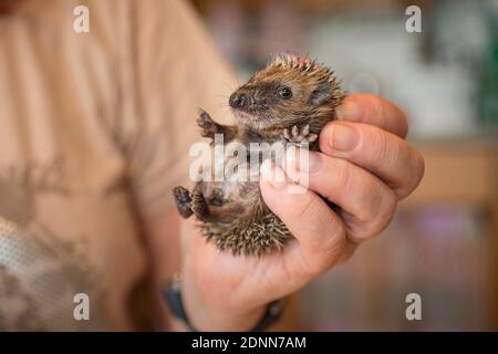 Gewöhnlicher Igel (Erinaceus europaeus). Waisenkind in einer Rettungsstation. Deutschland Stockfoto