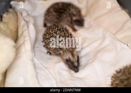 Gewöhnlicher Igel (Erinaceus europaeus). Verwaiste Babys in einer Rettungsstation. Deutschland Stockfoto