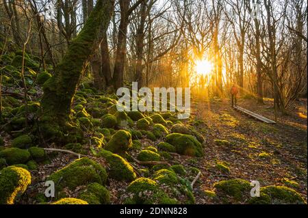 Moos wächst auf Felsen im Wald Stockfoto