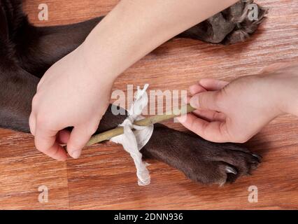 Auf einen Labrador Retriever wird eine Abbindung gelegt. Sequenz: 4 von 6 Stockfoto