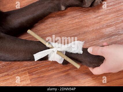 Auf einen Labrador Retriever wird eine Abbindung gelegt. Sequenz: 3 von 6 Stockfoto