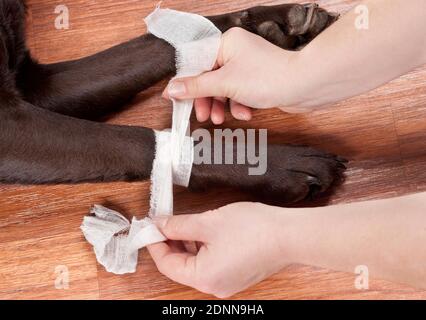 Auf einen Labrador Retriever wird eine Abbindung gelegt. Sequenz: 1 von 6 Stockfoto