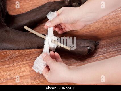 Auf einen Labrador Retriever wird eine Abbindung gelegt. Sequenz: 2 von 6 Stockfoto