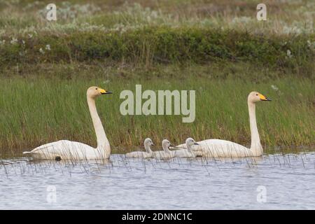 Singschwan (Cygnus cygnus). Eltern mit Cygnets auf Binnensee. Island Stockfoto