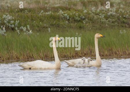 Singschwan (Cygnus cygnus). Eltern mit Cygnets auf Binnensee. Island Stockfoto