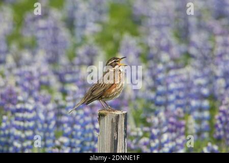 Rotflügel (Turdus iliacus). Erwachsener steht auf einem Pfosten, während er singt. Island Stockfoto