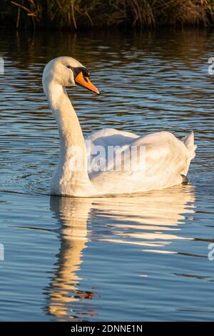 Ein stummer Schwan schwimmt auf einem See im Bushy Park, West London, Großbritannien Stockfoto