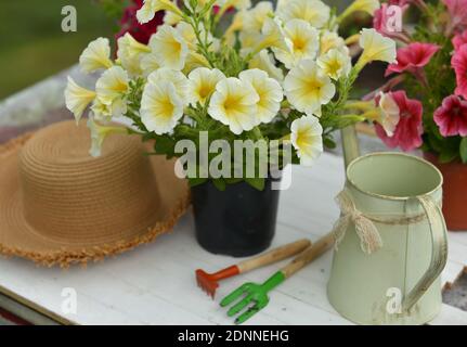 Nahaufnahme der gelben Petunia Blumen, Gießkanne, Strohhut und Werkzeuge auf dem Tisch im Gewächshaus. Vintage botanischen Hintergrund mit Pflanzen, Home Hobby sti Stockfoto