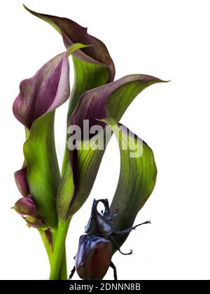 Schöne Klumpen von Calla Lily lila und rosa Blüten isoliert Auf weißem Hintergrund gut für frohes neues Jahr Karte Stockfoto