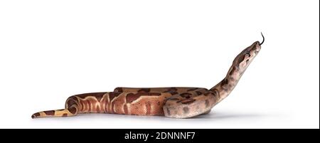 Baby Hypo Boa Constrictor Imperator Schlange. Isoliert auf weißem Hintergrund. Kopf hoch, Zunge raus. Stockfoto