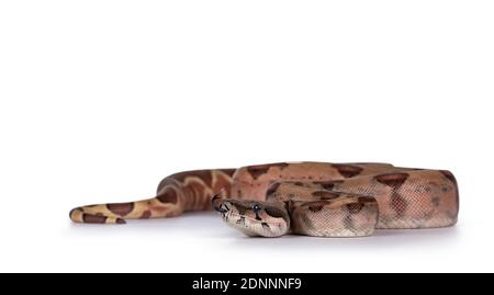 Baby hypo Boa Constrictor Imperator snake. Isolated on white background. Stock Photo