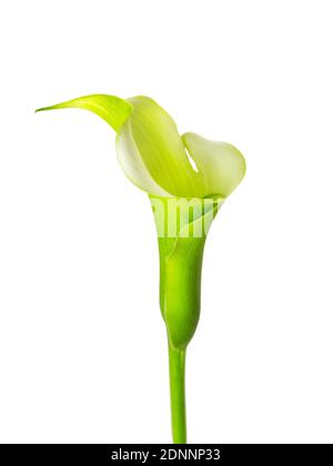 Berühmte schöne Calla Lilie Blume feine Kunst der natürlichen zeitgenössischen Design einfach und Luxus isoliert auf weiß gut für zu Hause Dekoration Stockfoto