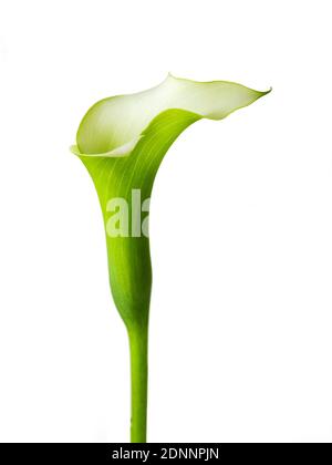 Berühmte schöne Calla Lilie Blume feine Kunst der natürlichen zeitgenössischen Design einfach und Luxus isoliert auf weiß gut für zu Hause Dekoration Stockfoto