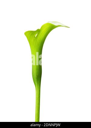 Berühmte schöne Calla Lilie Blume feine Kunst der natürlichen zeitgenössischen Design einfach und Luxus isoliert auf weiß gut für zu Hause Dekoration Stockfoto