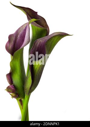 Berühmte schöne Calla Lilie Blume feine Kunst der natürlichen zeitgenössischen Design einfach und Luxus isoliert auf weiß gut für zu Hause Dekoration Stockfoto