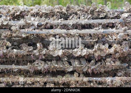 Racks frisch geernteter australischer Gesteinsaustern noch ungewaschen und schlammig und noch immer an ihren Racks auf einer Austernfarm in Australien befestigt. Stockfoto