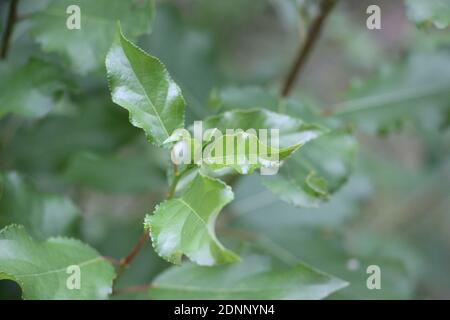 Junge Buchenblätter vor Bokeh Hintergrund. Sommer Natur. Wachsendes Startup-Konzept Stockfoto