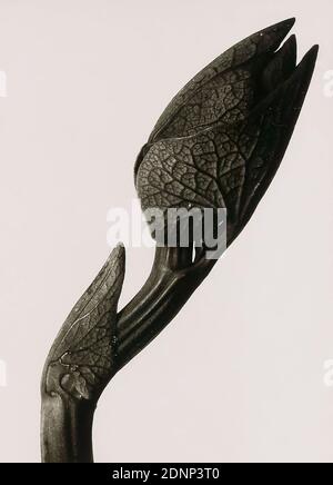 Karl Blossfeldt, Aristolochia Clematis - Osterluzei, Jungaufnahme in fünffälgiger Vergrößerung, Silbergelatinepapier, schwarz-weiß-positiv, Bildgröße: Höhe: 25.8 cm; Breite: 18.8 cm, Galerie Wilde Köln, Naturfotografie, Pflanzen und Kräuter Stockfoto