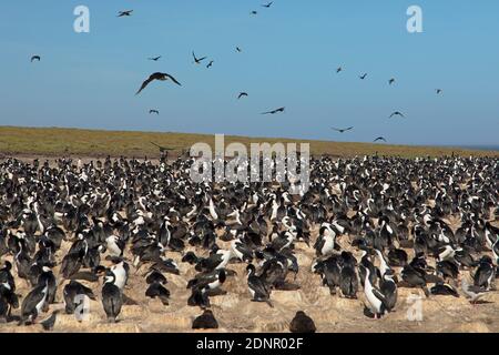 Kaiserliche Kormoran Nistkolonie, Bleaker Island, Falkland, Januar 2018 Stockfoto