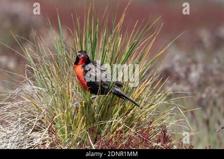 Langschwanz-Wiesenlerche, Bleicherinsel, Falkland, Januar 2018 Stockfoto