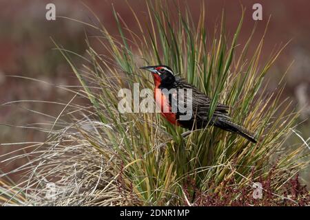 Langschwanz-Wiesenlerche, Bleicherinsel, Falkland, Januar 2018 Stockfoto