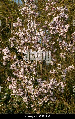 Prunus 'Matsumae hayazaki' (japanischer Kirschbaum) Eine frühlingsblühende Strauchpflanze oder ein kleiner Baum mit rosa Eine Blütenblüte in der Frühlingszeit sto Stockfoto