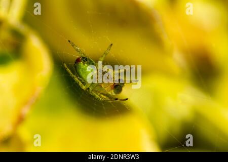 A young cucumber green spider (araniella cucurbitina) in spring which is a common garden green orb spider which catches its insect prey by building a Stock Photo