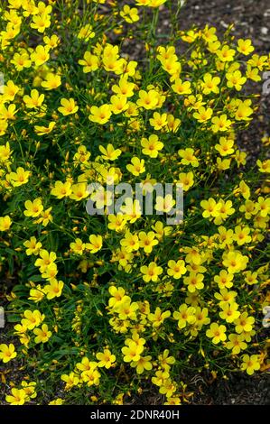 Linum flavum a  spring summer flowering semi evergreen plant with a yellow springtime flower commonly known as golden flax, stock photo image Stock Photo