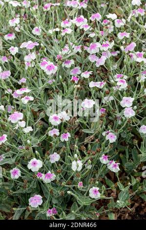 Lychnis coronaria var 'oculata' eine rosafarbene krautige Sommerblütenpflanze, die allgemein als Rose Campion bekannt ist, Stock Photo image Stockfoto