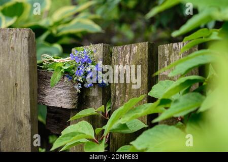 Kleines und zartes Bouquet von blauen Waldblumen auf einem Holzoberfläche Stockfoto