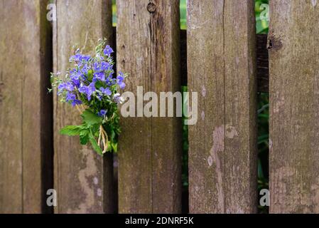 Kleines und zartes Bouquet von blauen Waldblumen auf einem Holzoberfläche Stockfoto