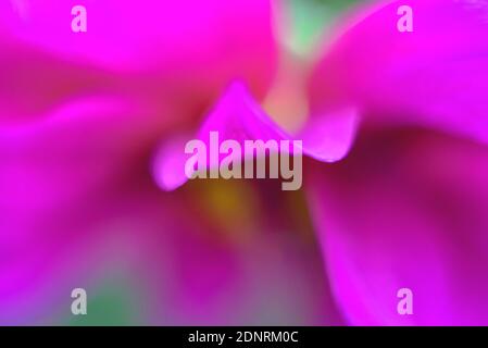 Rosa Blumen blühende Bohnen. Rosa Dahlie . Verschwommenes Foto Stockfoto