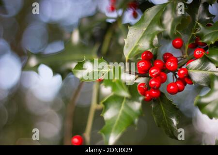 Englisch Holly (Ilex aquifolium) mit roten Beeren Stockfoto